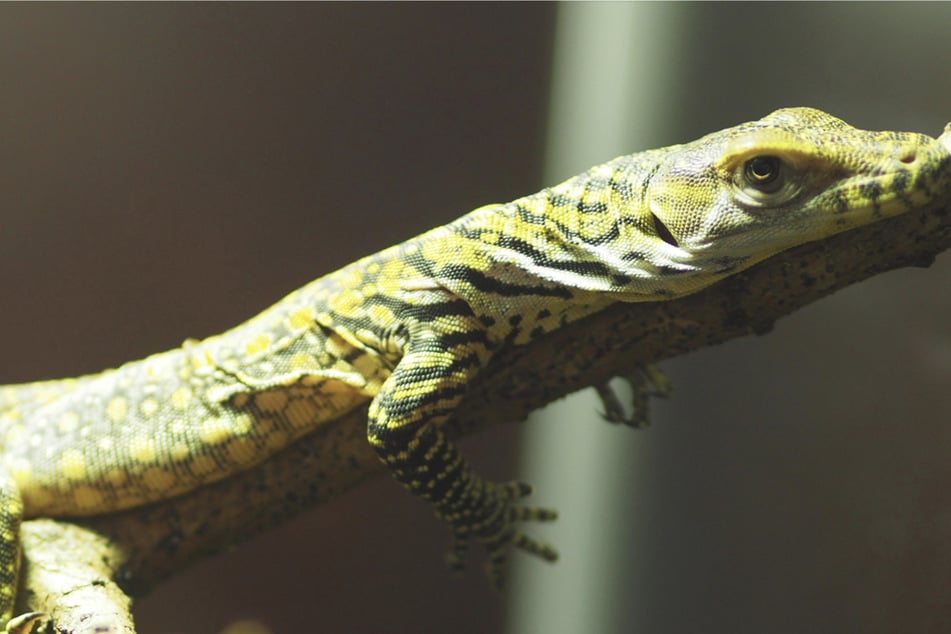 Bald drei Meter lang, 80 Kilo schwer? Komodowaran-Baby im Leipziger Zoo geschlüpft