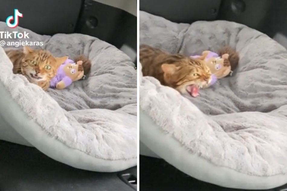 Kiwi the cat had a very passionate reaction to a short car ride with her owner.
