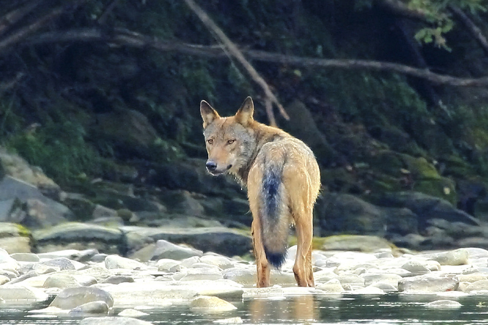 Der MDR geht dem Wolf auf den Grund - und das eine Woche lang.