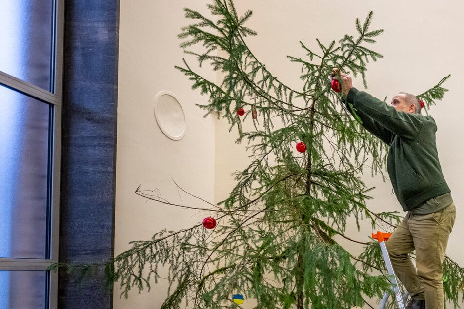 Von Dürre und Trockenheit geschädigt: DAS steht als Weihnachtsbaum im Thüringer Umweltministerium