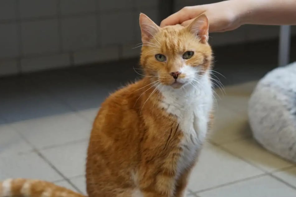Kater Jürgen aus dem Hamburger Tierheim ist auf der Suche nach einem richtigen Zuhause.
