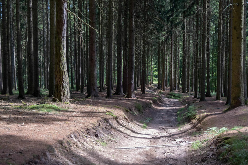 Die Drogen entdeckten die Kinder im Wald. (Symbolbild)