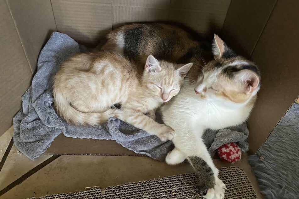 Fortunately, cats Sweetie and Butters came around to one another in the end!