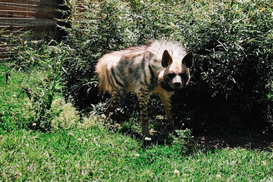 Im Barn Hill Preserve haben mehrere Hyänen ein Zuhause gefunden.
