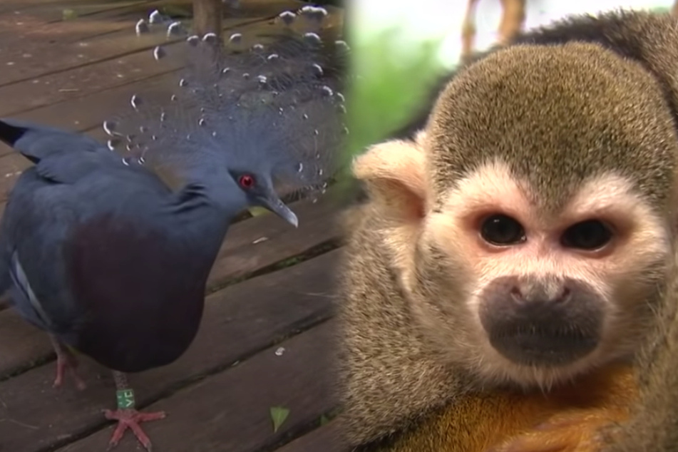 Keine Besucher im Zoo Leipzig? Das macht auch Krontaube und Totenkopfaffen zu schaffen.