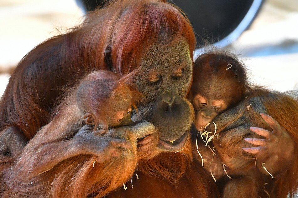 Das Orang-Utan-Weibchen Matra im Jahr 2017 mit Jungtieren.