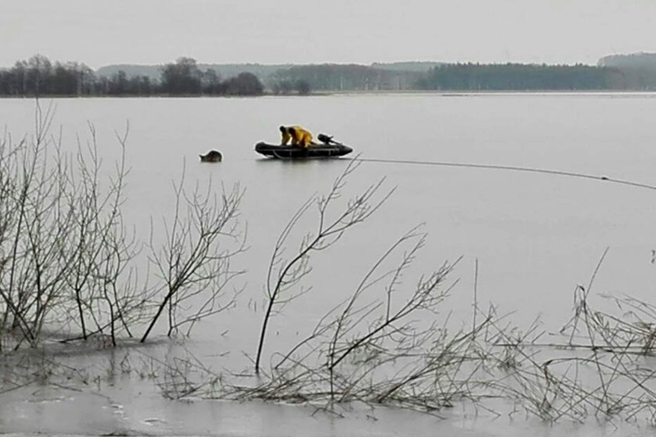 Mit einem Boot, an dem ein Eisschlitten war, wagte sich die Feuerwehr auf das Eis, um das Tier zu retten.