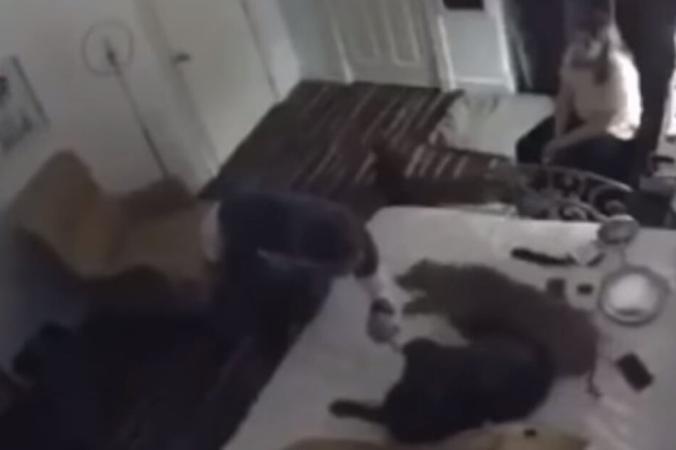 Wütend geht der Mann auch auf die Familienhunde los.