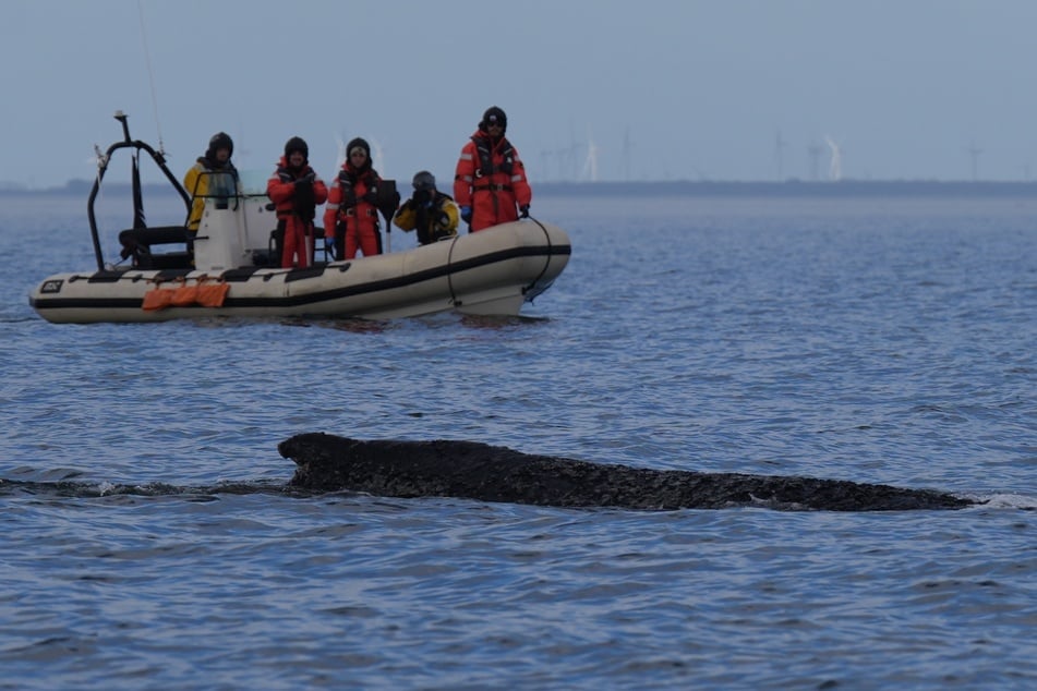 Seit Tagen bangen Experten um den Wal in der Ostsee. Zwar befreite er sich, er hat aber noch einen weiten Weg Richtung Nordsee vor sich. Nachts wurde er offenbar nicht gesichtet.