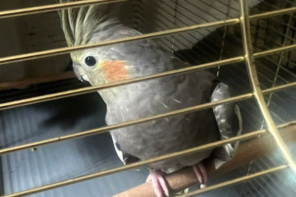 Dieser Vogel wartet auf dem Polizeiabschnitt 11 in Reinickendorf auf seinen Halter.