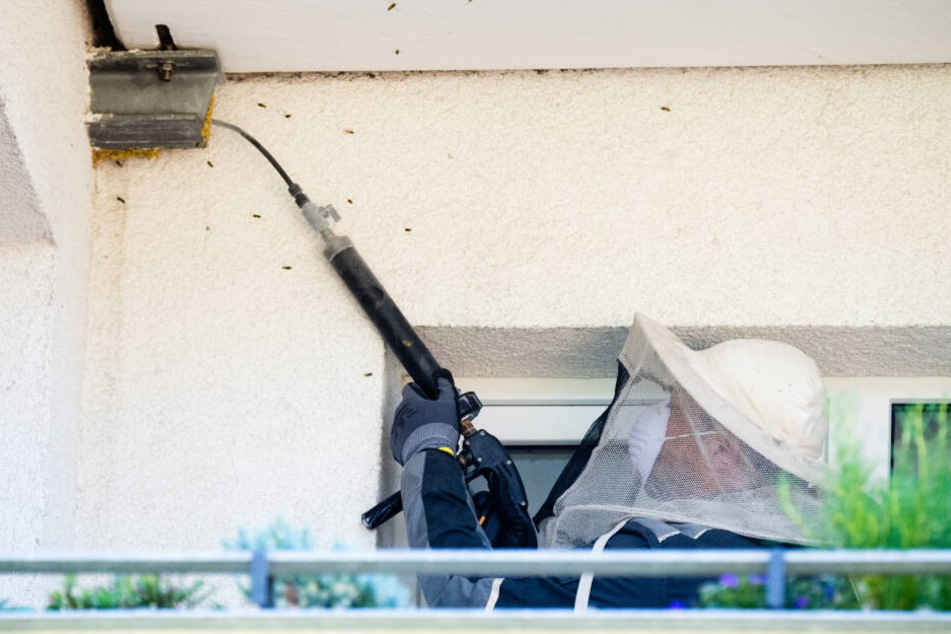 Nach Angaben der Verbraucherzentrale NRW verlangen unseriöse Anbieter für das Entfernen von Wespennestern utopische Preise.