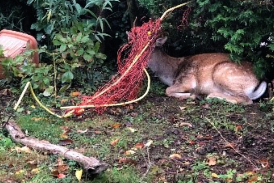 Hirsch wickelt sich Zaun ums Geweih: Rätsel um zutrauliche Tiere wohl gelöst
