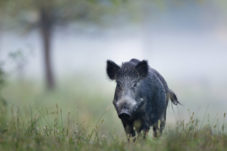 Shakira and her son are just one of many Europeans who have seen large wild boars inside European cities (stock image).