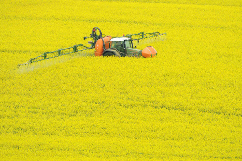Überdüngung und übermäßiger Einsatz von Pestiziden in der Landwirtschaft sind Hauptgründe für das Insektensterben. 