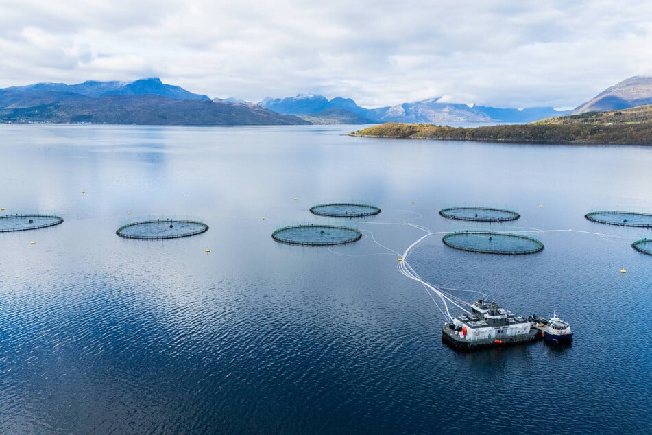 In weltweit 750 Zuchtstationen ist die Lasertechnologie aus Eibenstock bereits im Einsatz: Lachszuchtanlagen in einem norwegischen Fjord aus der Vogelperspektive.