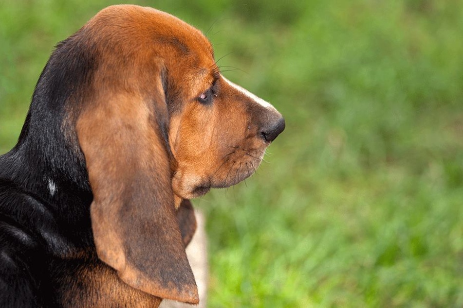 Ein sogenannter Basset-Jagdhund soll Joseph H. zum Opfer gefallen sein (Symbolbild).