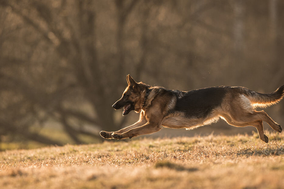 Die Schäferhunde sollten die Anthology-Serie "Manhunt: Lone Wolf" mit tollen Performance-Einlagen bereichern. (Symbolbild)
