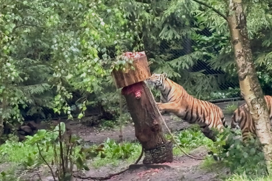 Um an das Fleisch zu kommen, müssen die Tiger einen Futterbaum zum Wackeln bringen.
