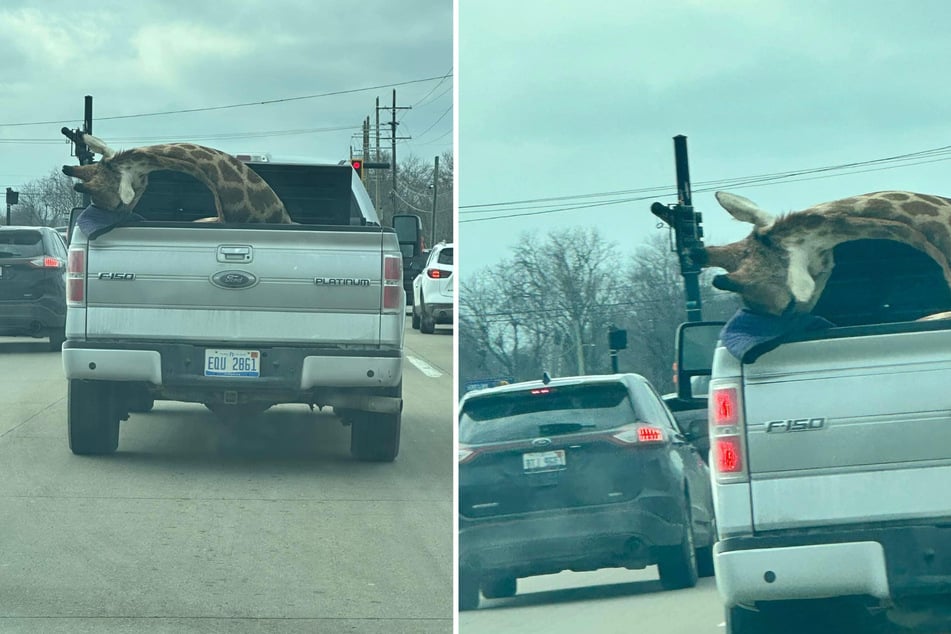 A man drove around with what looked to be a dead giraffe in the back of a pick-up truck and pictures of the strange incident caused confusion online.