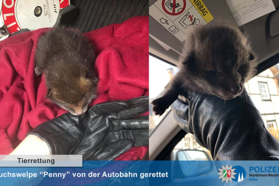 Die Polizistinnen tauften das Füchschen "Penny".