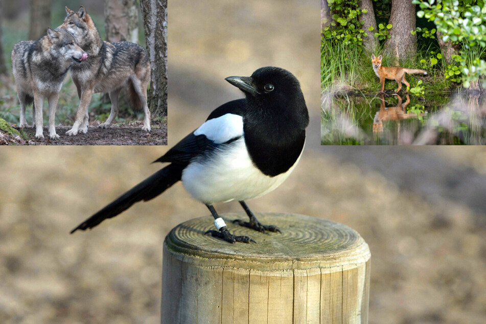 Rabenvögel wie Elstern oder Beutegreifer wie Wölfe und Füchse sollen nun ins Visier geraten, damit sich die Seuche nicht weiter verbreitet.