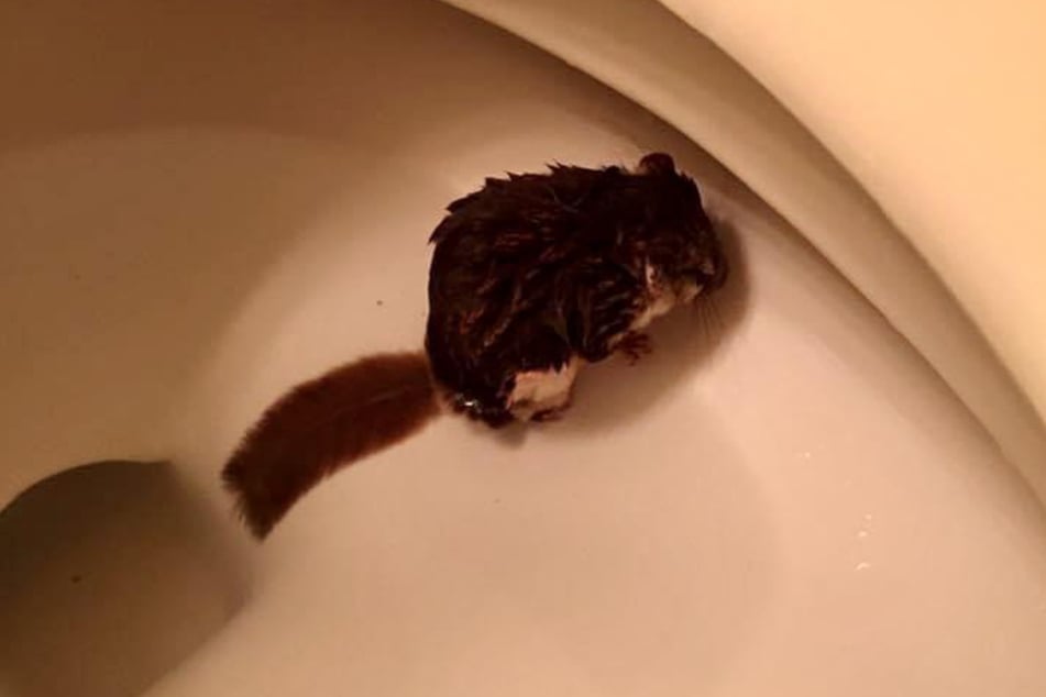 ¡Sorpresa! Un ardilla estaba sentada en el inodoro.