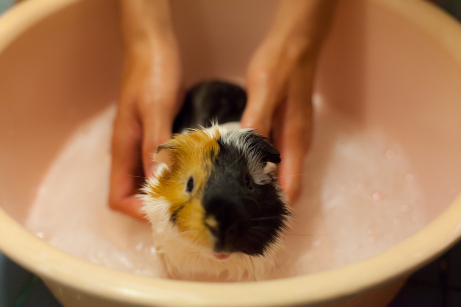 Wie badet man ein Meerschweinchen richtig?