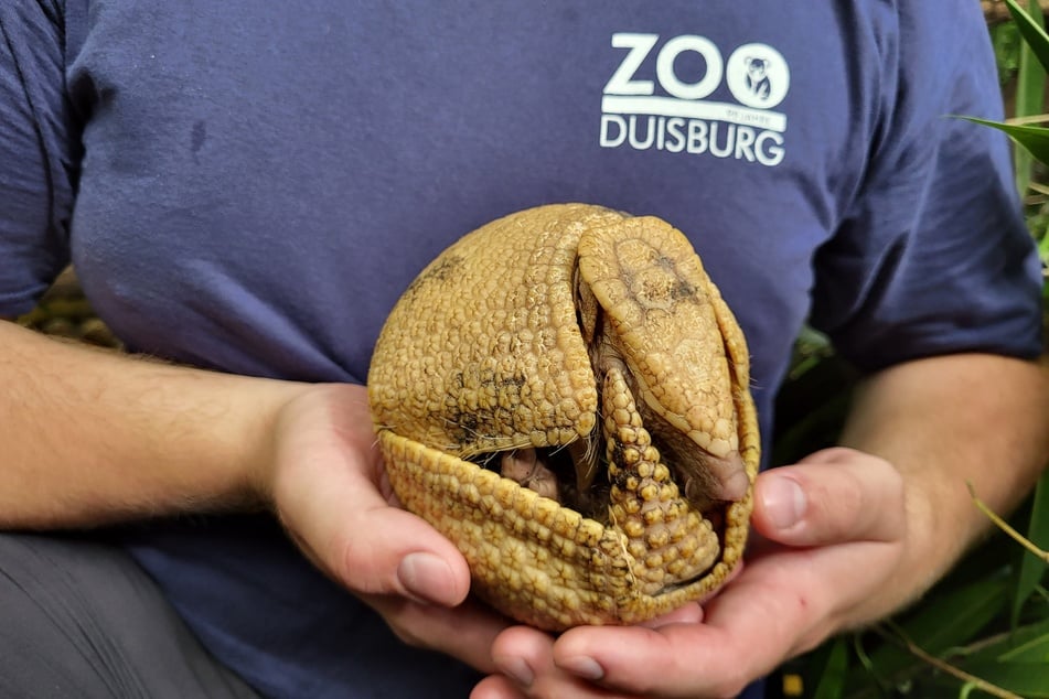 Die Tiere rollen sich bei drohender Gefahr zur Kugel zusammen - ein Schutzmechanismus, den nur das Kugelgürteltier beherrscht.