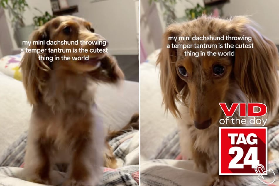 Bunny the mini dachshund threw the most adorable temper tantrum on TikTok.