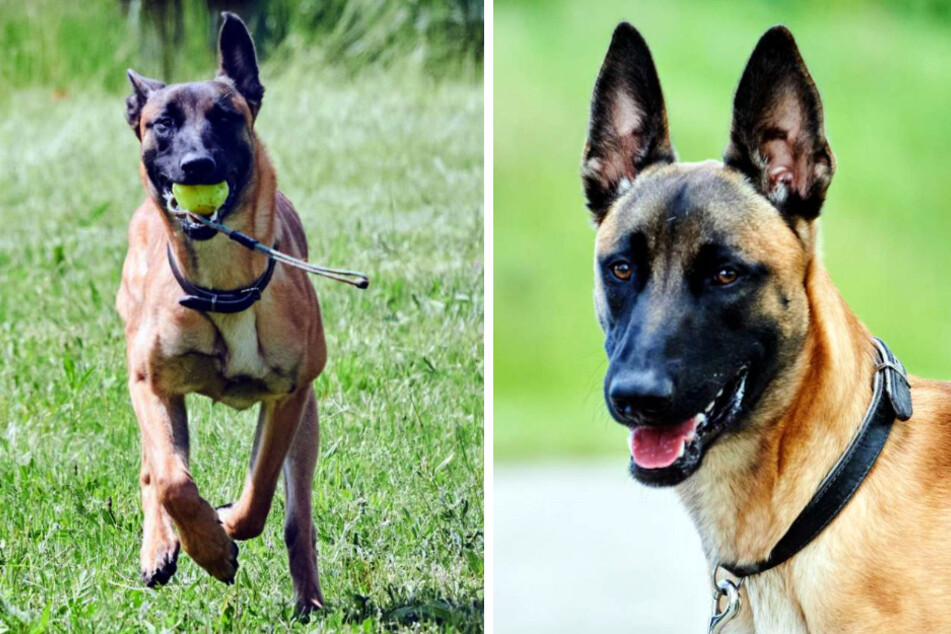 Der belgische Schäferhund möchte von aktiven Zweibeinern adoptiert werden.