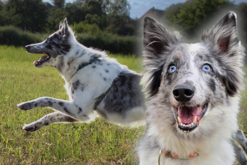 Bildhübscher Hund lässt sich nicht die Laune verderben: Findet Malin sein Happy End?