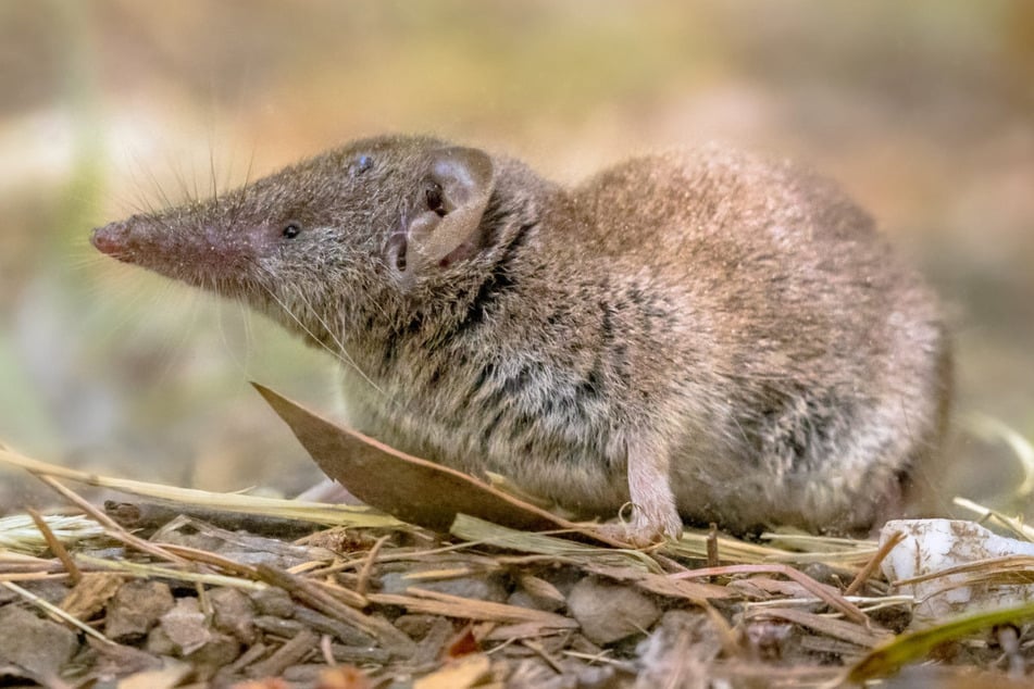 Überträgt, ohne zu erkranken: Das Borna Disease Virus 1 (BoDV-1) kommt in der Feldspitzmaus vor. (Symbolbild)