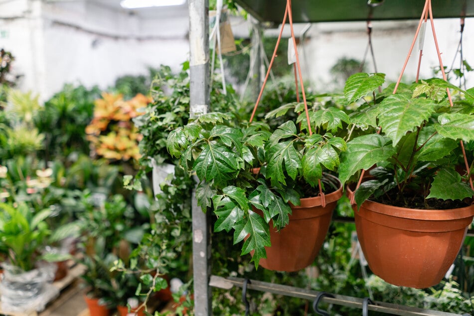 Pflanzenliebhaber werden am Sonntag im Botanischen Garten fündig. (Symbolbild)