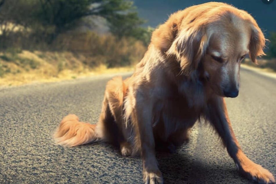 Beide Hunde starben in der Nacht zum Dienstag (Symbolbild).