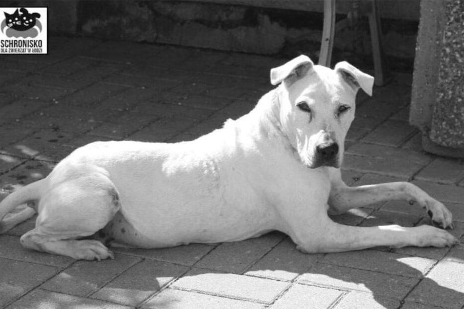 Luna hatte die furchtbaren Qualen nicht überlebt, sie starb wenige Monate später im Tierheim.