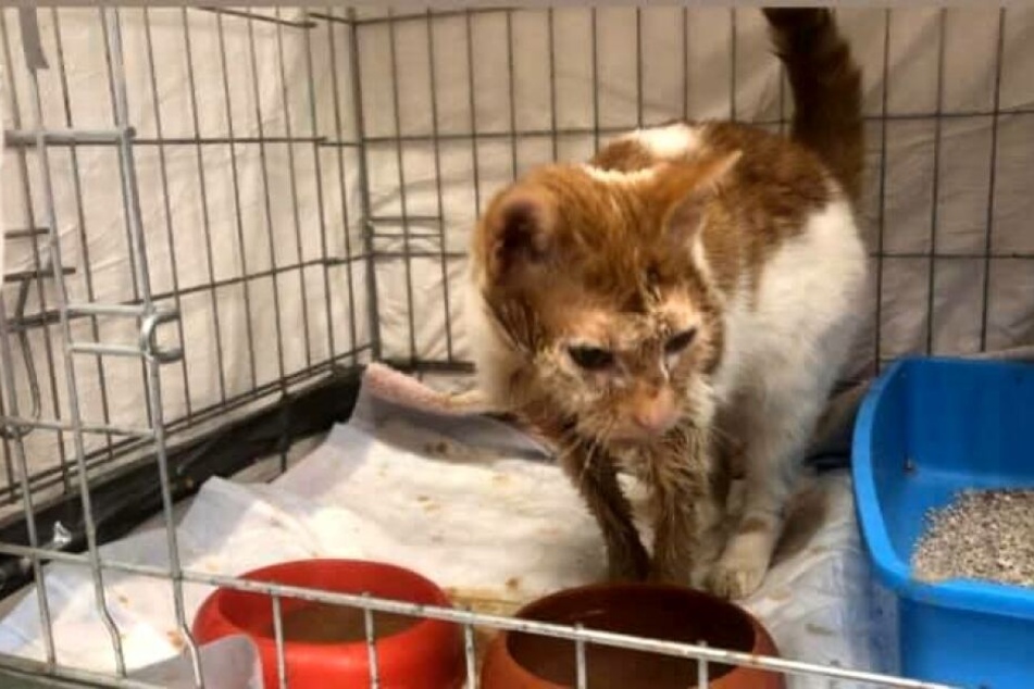 Frierend in Park entdeckt: Was ist mit dieser Katze passiert?
