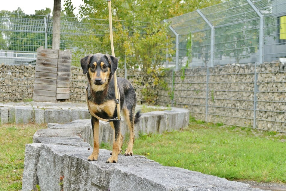 Bella wartet im Münchner Tierheim auf geduldige Halter, die ihr Sicherheit vermitteln können.