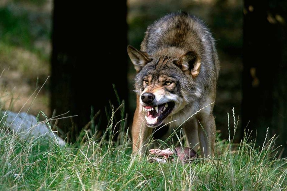 Aggressiv gegenüber dem Menschen werden wilde Wölfe eigentlich nur, wenn sie ihre Beute verteidigen.