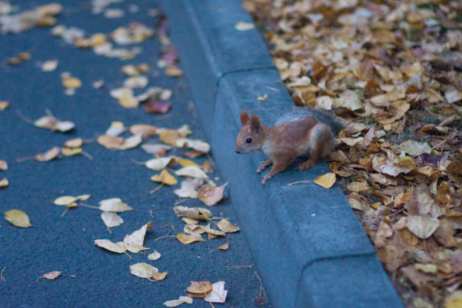 Wildtiere sollen sich in der Stadt besser entfalten können, meinen die Grünen. (Symbolbild)