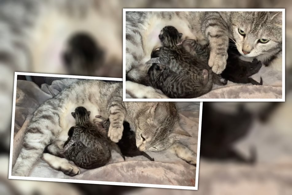Nach der anstrengenden Geburt ist die Katzen-Mama nun schon ordentlich am Kuscheln mit ihren Kleinen. (Bildmontage)