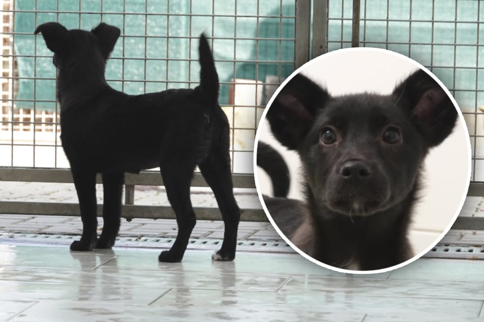 ¿Cómo pueden ser así los humanos? La perra Zoe desafía su triste pasado