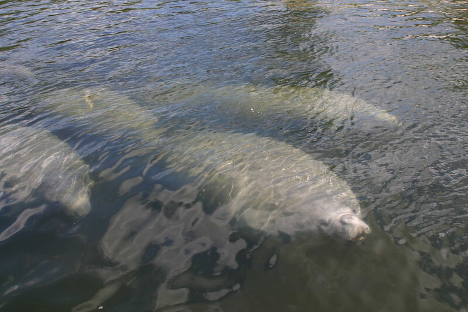 Manatees swimming in the Santa Fe River in Florida.