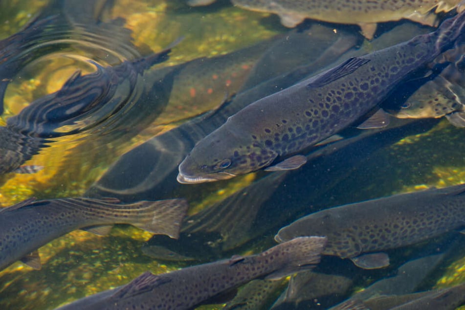 Die Unterseiten einiger Fische waren aufgerissen, die Schwimmblasen geplatzt. (Symbolbild)