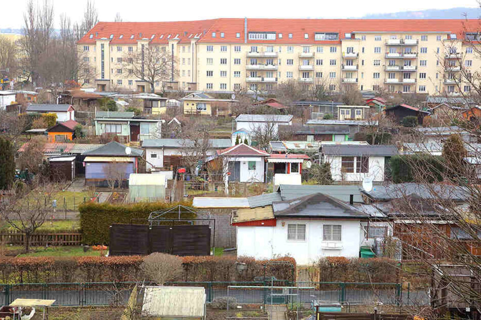 Allein in der Sparte "Alter Striesener Weg" brach der Einbrecher elf Lauben auf.