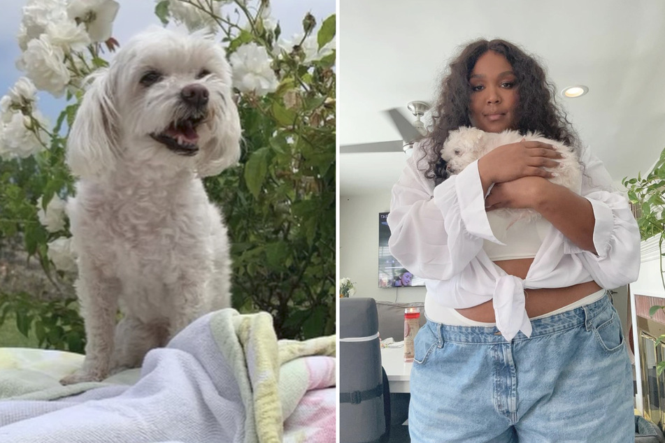 Lizzo spends Christmas in mourning amid heartbreaking news about her dog Pooka