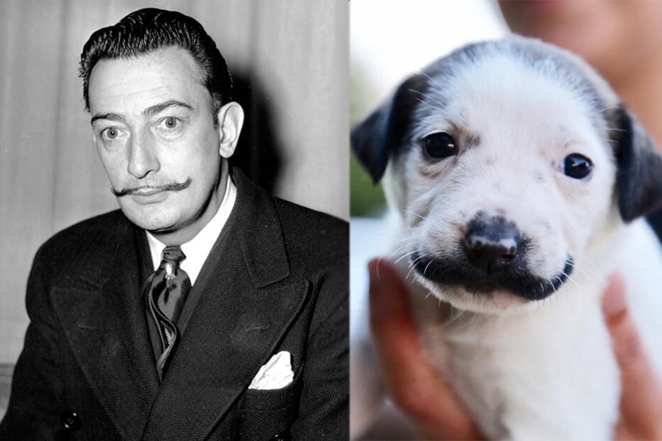 Die Ähnlichkeit von Salvador Dali (†84) und Salvador Dolly ist schlichtweg beeindruckend...