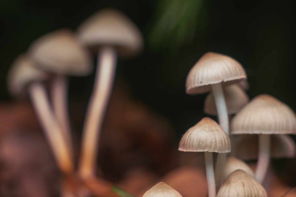 Pilzsammler im Nationalpark festgenommen: Ungewöhnliche Pflanzen gefunden
