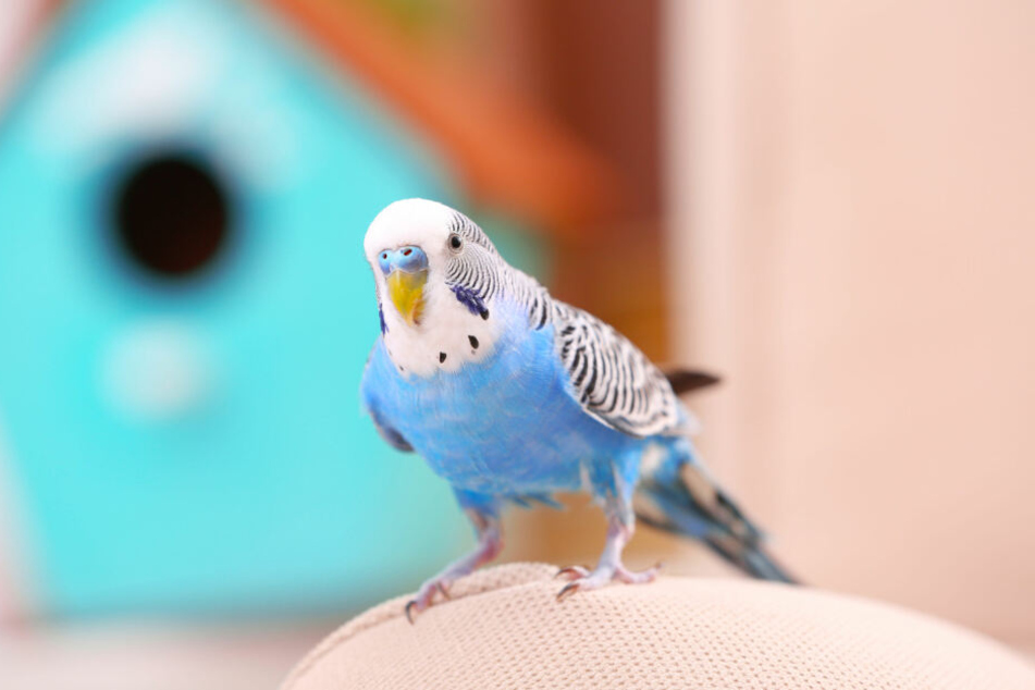 Weil ihr Vogel entflogen war, rief eine junge Frau die Polizei (Symbolbild).