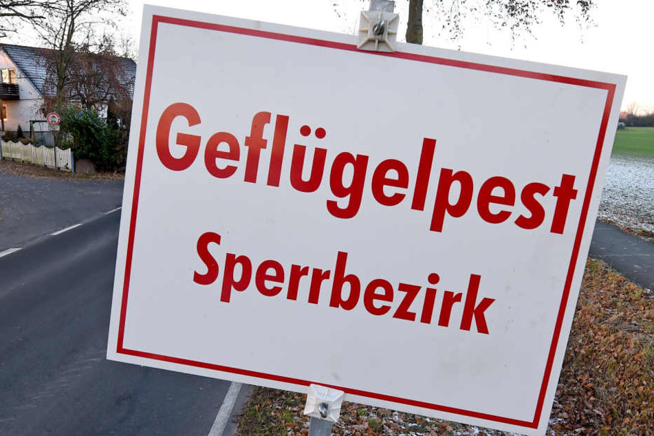Der Sperrbezirk umfasst bereits die gesamte Stadt Mittweida sowie angrenzende Ortschaften.