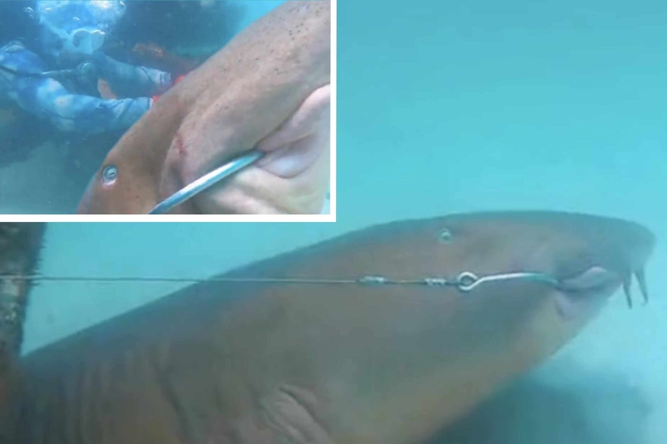 A nurse shark got snagged on a fishing line and needed help to get free. Luckily, a bunch of scuba divers came to its rescue.